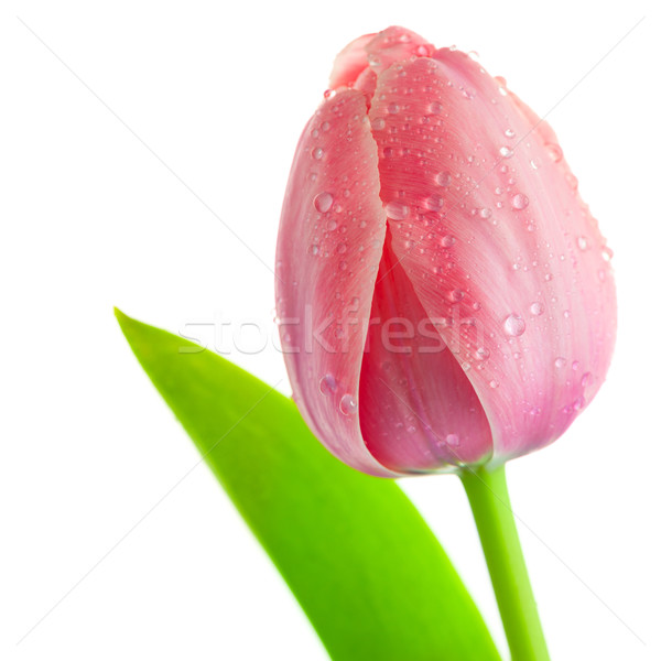 Light-pink Tulip Flower with drops of water and leaf, isolated Stock photo © Taiga