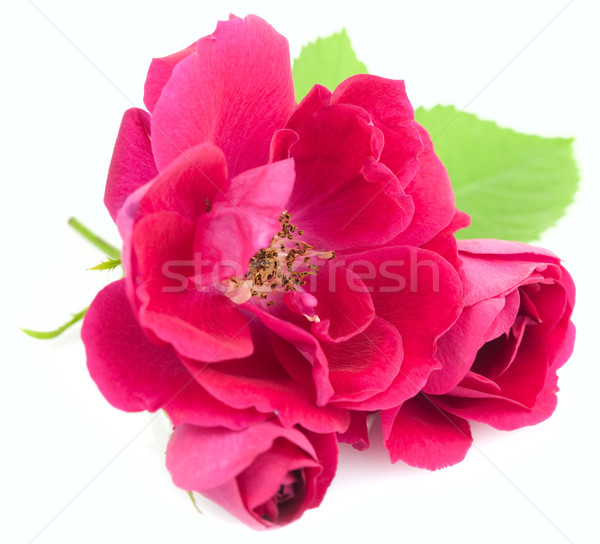 Belle Rose Red fleurs laisse isolé blanche [[stock_photo]] © Taiga