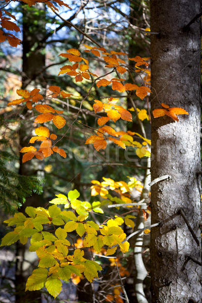 カラフル 葉 太陽光線 秋 森林 自然 ストックフォト © Taiga