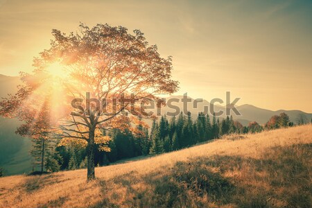 Najaar boom bergen landschap vintage kleur Stockfoto © Taiga