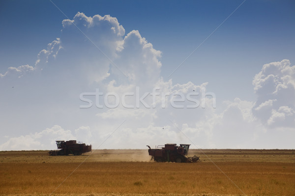 Harvest time Stock photo © Taiga