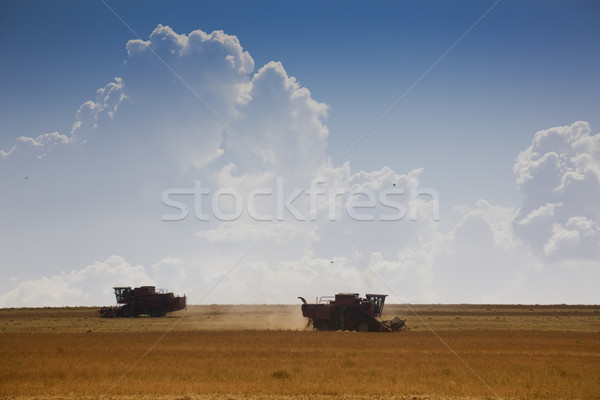 Stok fotoğraf: Hasat · zaman · çalışma · alan · gökyüzü · gıda