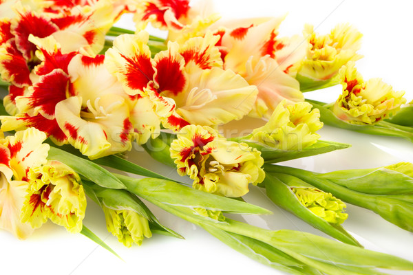 Colorful red and yellow gladiolus \ horizontal Stock photo © Taiga