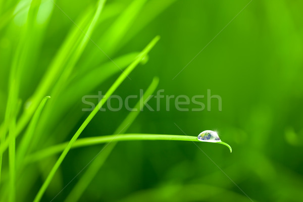 Stock photo: World into a Water Drop on Grass / with copy space
