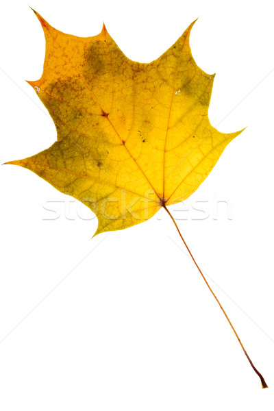 Beautiful golden maple leaf   Stock photo © Taigi