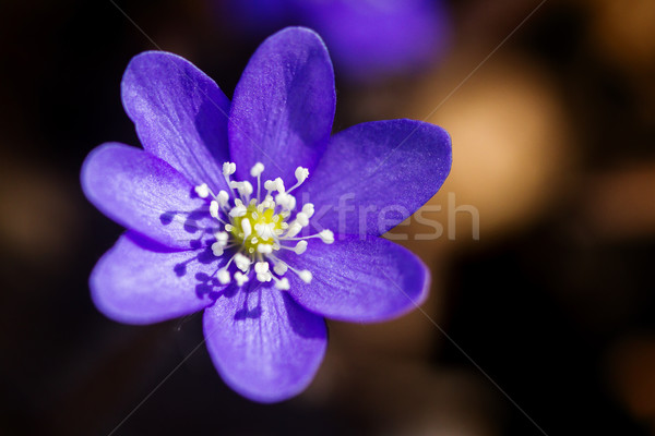 First fresh blue violet in the forest Stock photo © Taigi