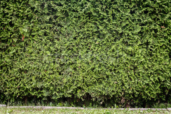 зеленый завода зеленая трава дерево трава стены Сток-фото © Taigi