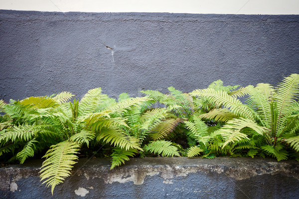 Stock photo: Aged street wall  