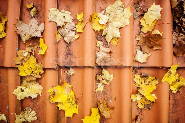 Fall leaves on roof tiles Stock photo © Taigi