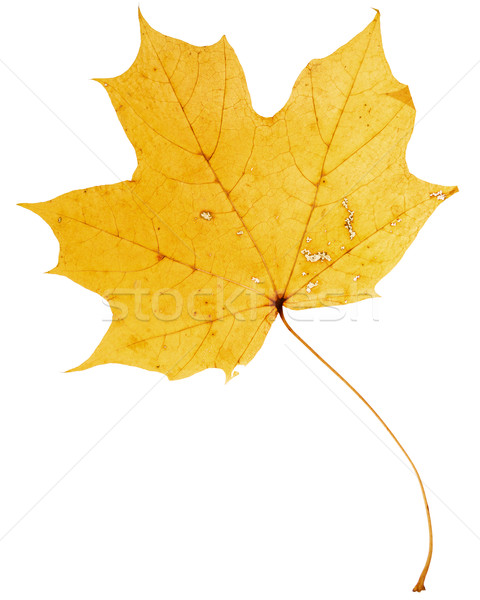 Beautiful golden maple leaf  Stock photo © Taigi