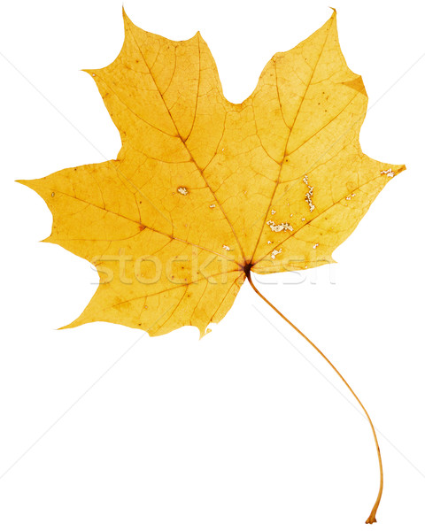 Belo dourado maple leaf secar isolado branco Foto stock © Taigi