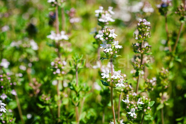 Fresh thyme herbs   Stock photo © Taigi