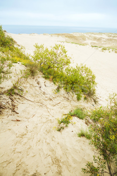 View of Dead Dunes Stock photo © Taigi