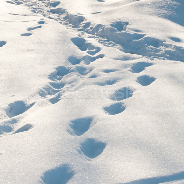 Winter paths Stock photo © Taigi