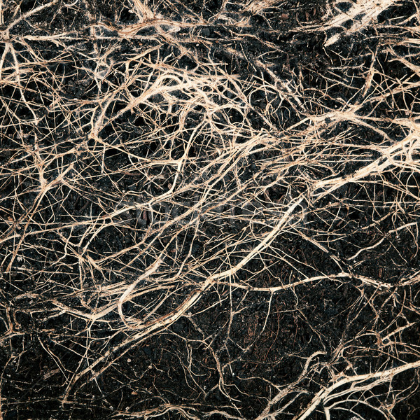 Roots in a soil Stock photo © Taigi