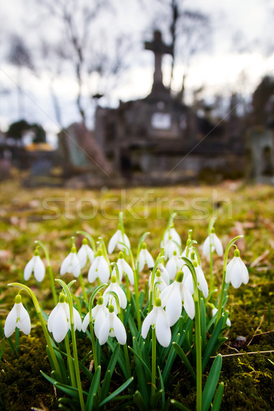 Fresh first snowdrops blooming Stock photo © Taigi