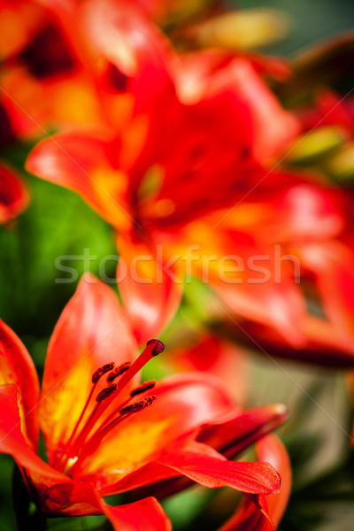 Closeup shot of a tiger lily  Stock photo © Taigi