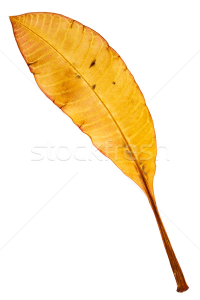 Beautiful golden leaf    Stock photo © Taigi