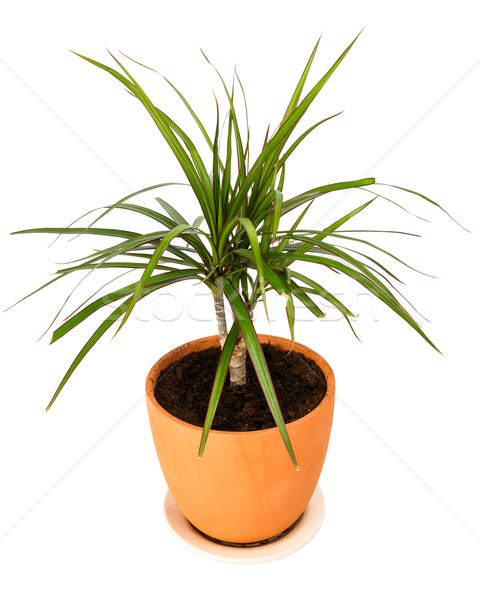 Dracaena marginata in a pot Stock photo © Taigi