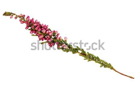 Zweig isoliert weiß Blume Natur Blatt Stock foto © Taigi