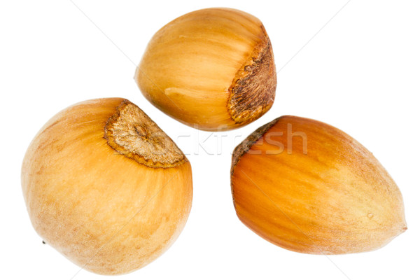 Three forest hazelnuts Stock photo © Taigi