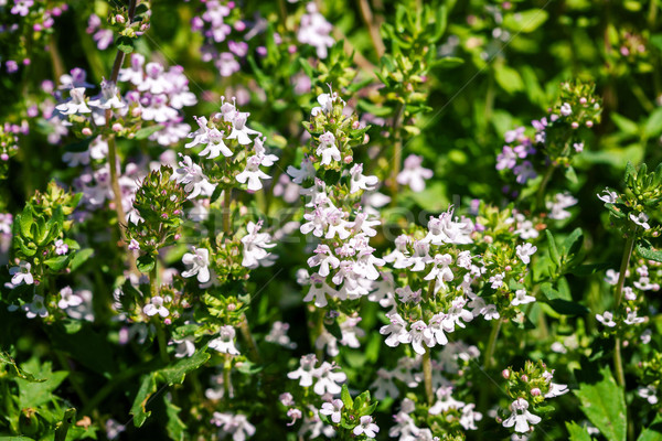 Fresh thyme herbs   Stock photo © Taigi
