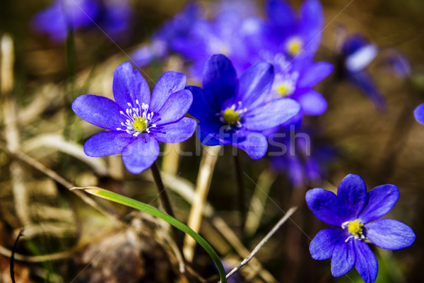 First fresh blue violets in the forest Stock photo © Taigi