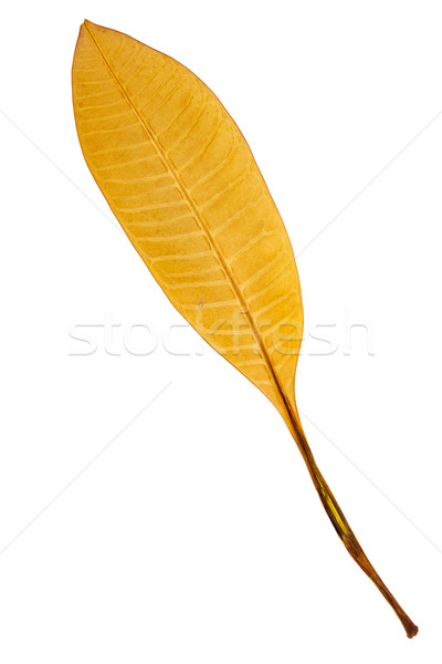 Beautiful golden leaf   Stock photo © Taigi