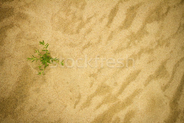 Plant on sand Stock photo © Taigi