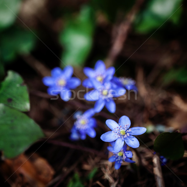Violet forest flower Stock photo © Taigi