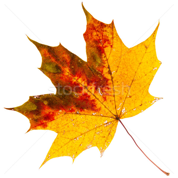Belo dourado maple leaf secar isolado branco Foto stock © Taigi
