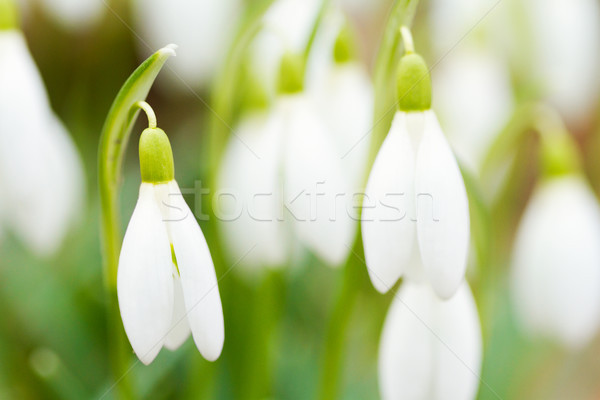 Fresh snowdrops blooming in the sunny day Stock photo © Taigi