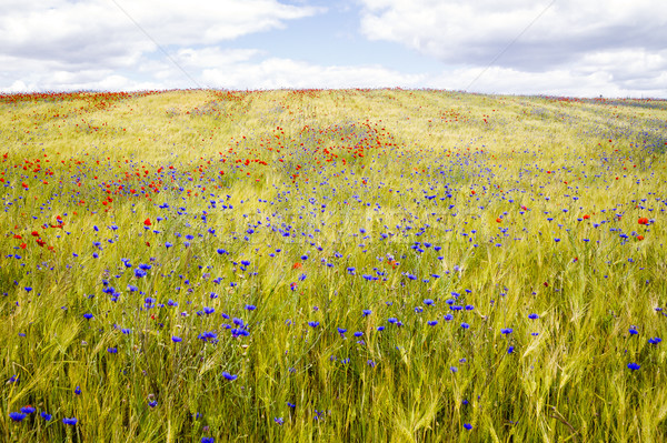 Stock photo: Blooming cornflowers and poppies in rye field