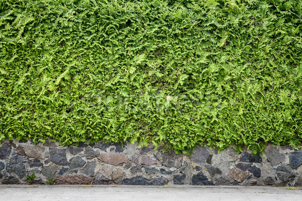 Imagine de stoc: Verde · plantă · piatră · subsol · trotuar · iarbă