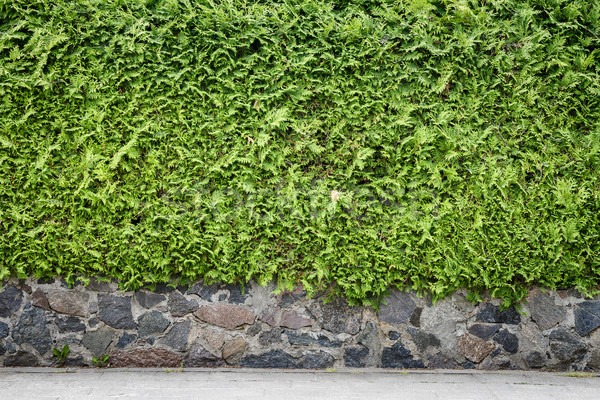 Green plant background Stock photo © Taigi