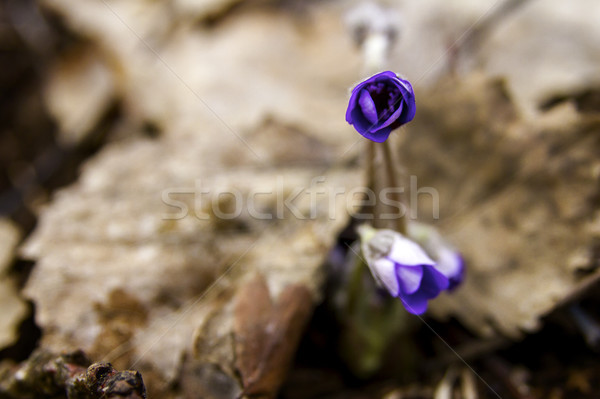First fresh blue violet in the forest Stock photo © Taigi