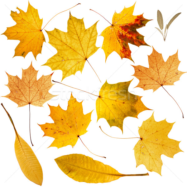 Collection of beautiful dry golden leaves Stock photo © Taigi