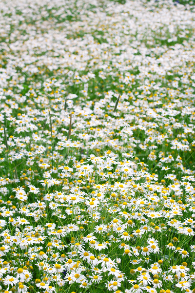 области трава солнце саду здоровья Сток-фото © Taigi