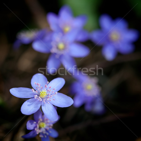 Violet forest flower Hepatica nobilis  Stock photo © Taigi