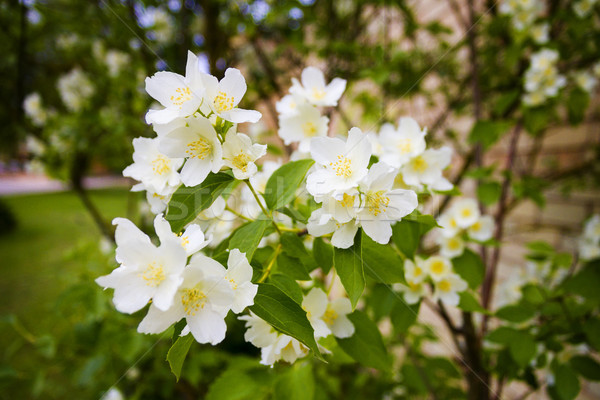 Mock orange tree - Philadelphus - flower blossoms in summer Stock photo © Taigi