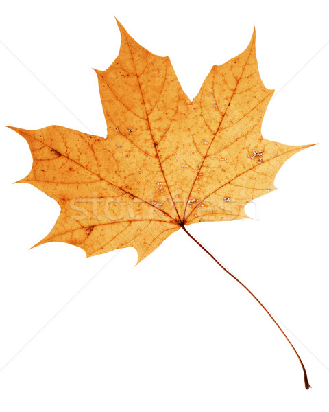 Belo dourado maple leaf secar isolado branco Foto stock © Taigi
