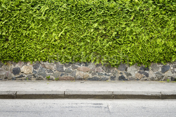 Verde plantă piatră subsol trotuar iarbă Imagine de stoc © Taigi