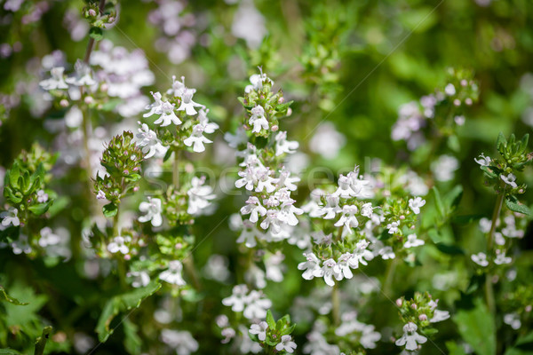 Fresh thyme herbs  Stock photo © Taigi