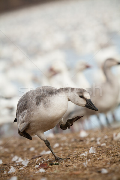 Snow goose fowl Stock photo © Talanis