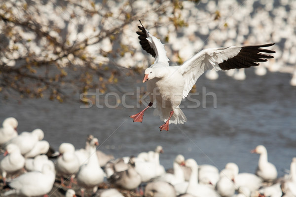Landing snow goose Stock photo © Talanis