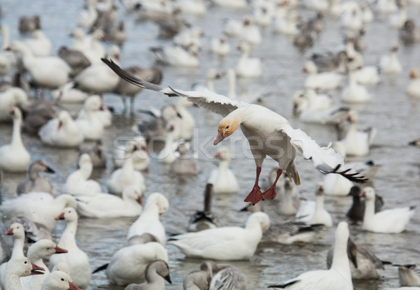 Landing snow goose Stock photo © Talanis