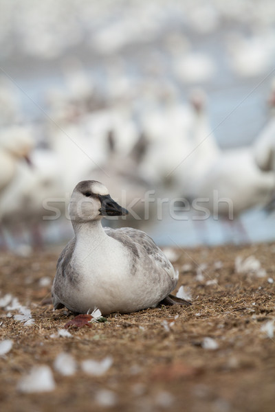 Snow goose fowl Stock photo © Talanis