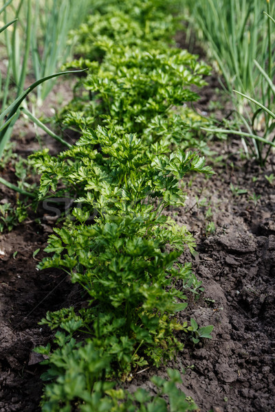 Petroselinum crispum - Curly parsley on the ground close-up Stock photo © TanaCh