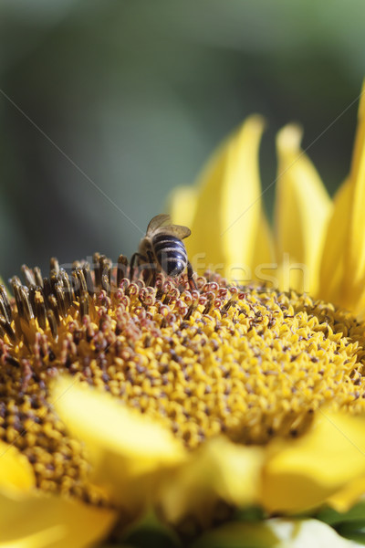 Albină nectar floarea-soarelui floare portocaliu neclara Imagine de stoc © TanaCh