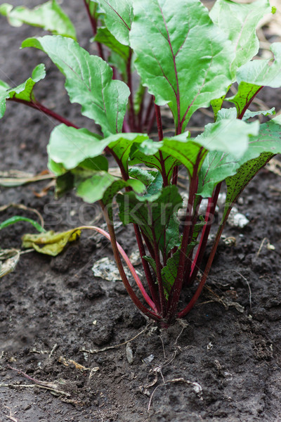 Stockfoto: Vers · bieten · spinazie · planten · plantaardige · tuin